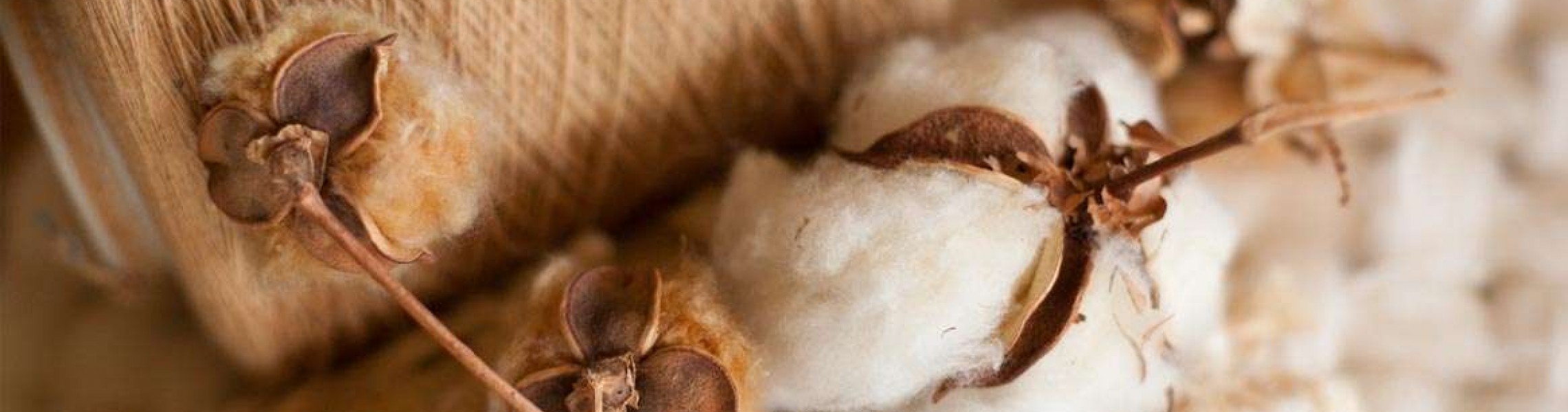 EcoFriendly Toys and Natural Alternatives to Polyester Toy Stuffing