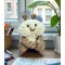 Cuddly Hamster Plush toy